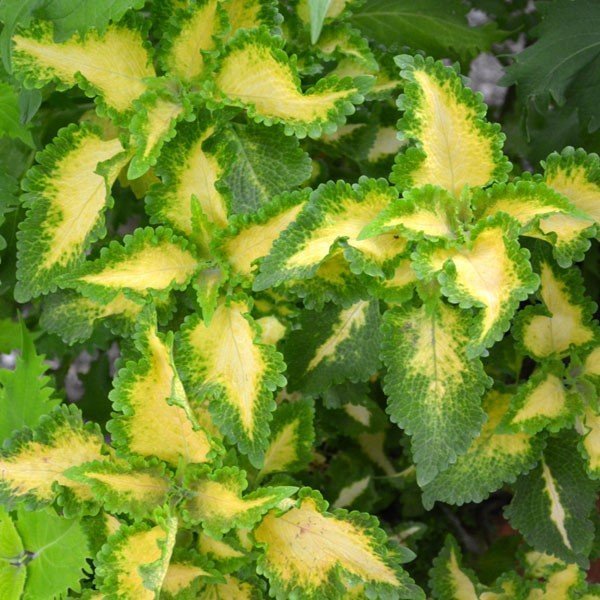 Coleus Wild Lime