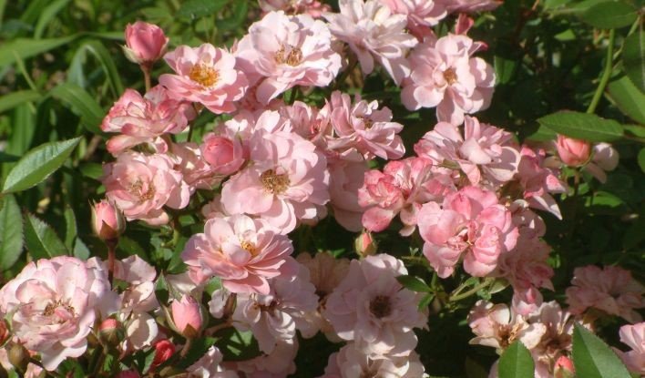 Sunrosa Soft Pink Shrub Rose