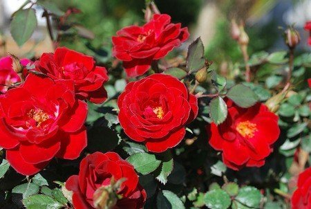 Sunrosa Red Shrub Rose