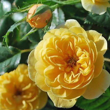 Sunrosa Yellow Shrub Rose