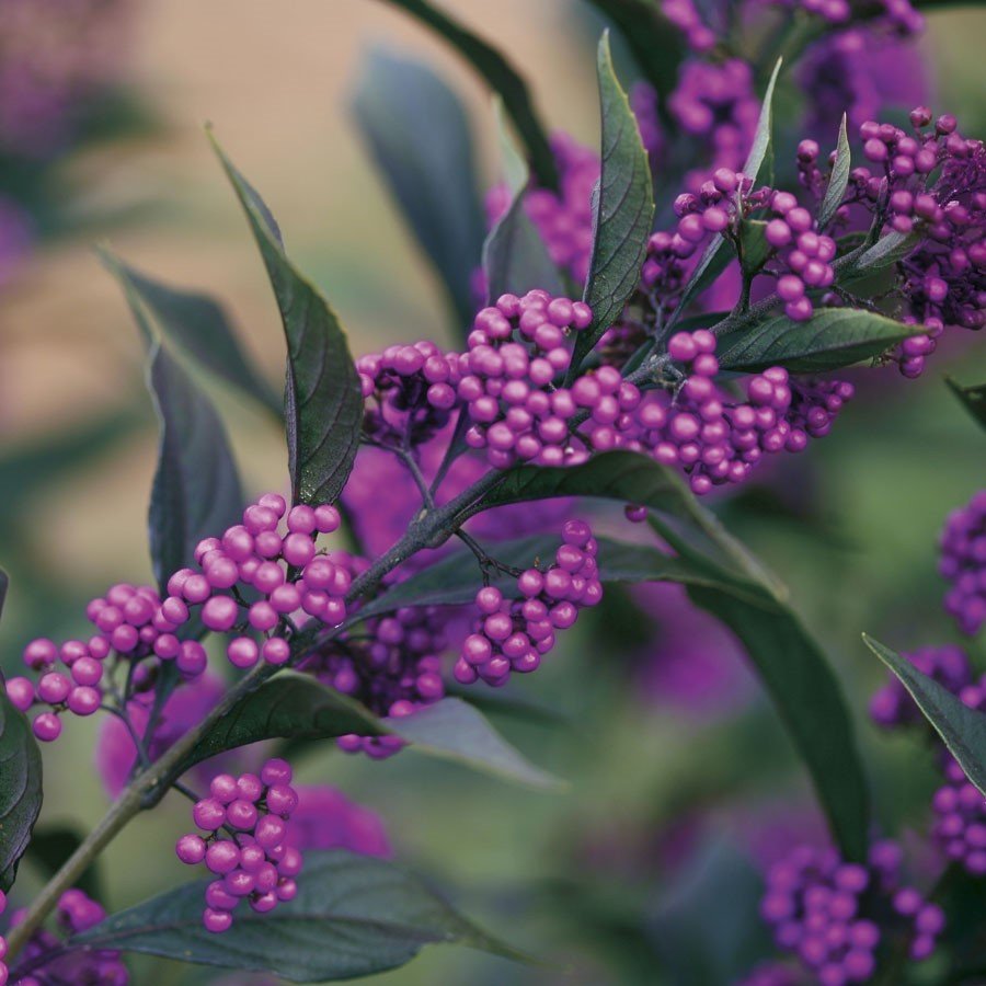 Pearl Glam' Beautyberry
