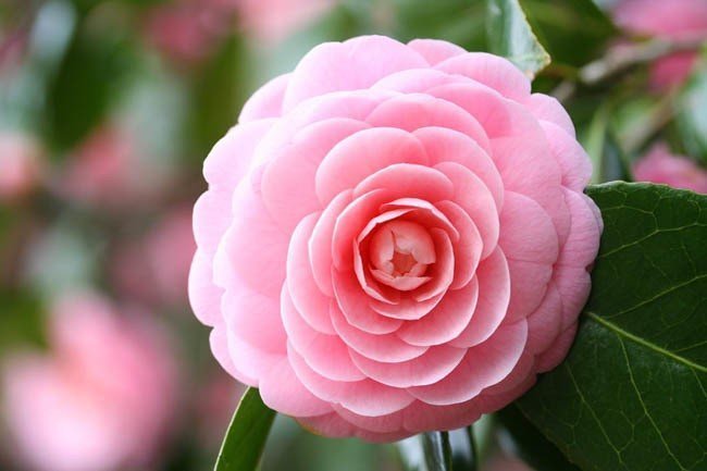 Camellia japonica pink 