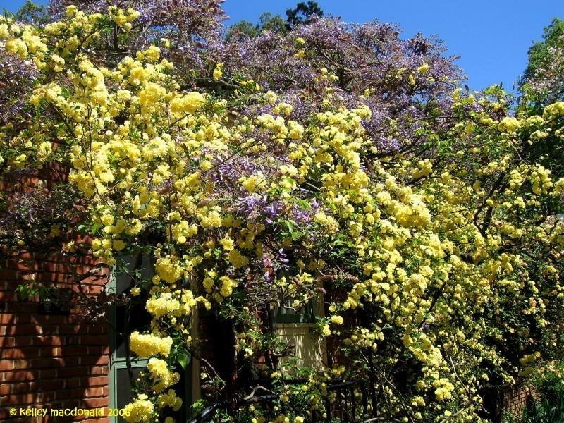 Lady Banksia Rose yellow