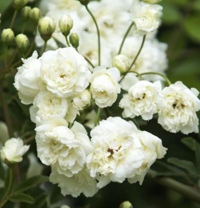 Lady Banksia Rose white
