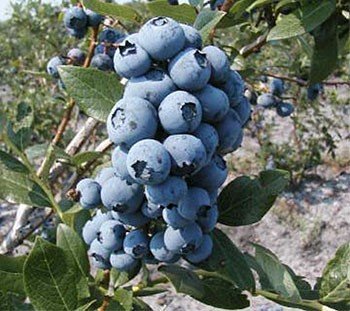 Blueberry mixed varieties