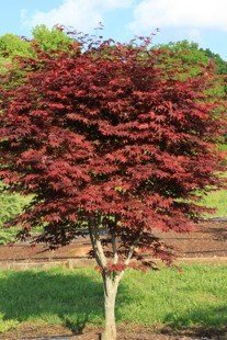 Heffners Red Japanese Maple