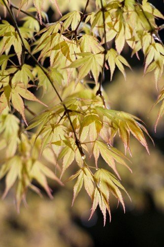 Katsura Japanese Maple