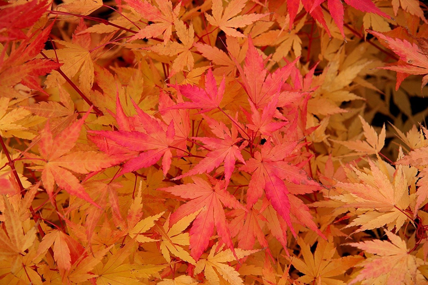 Coral Bark Japanese Maple